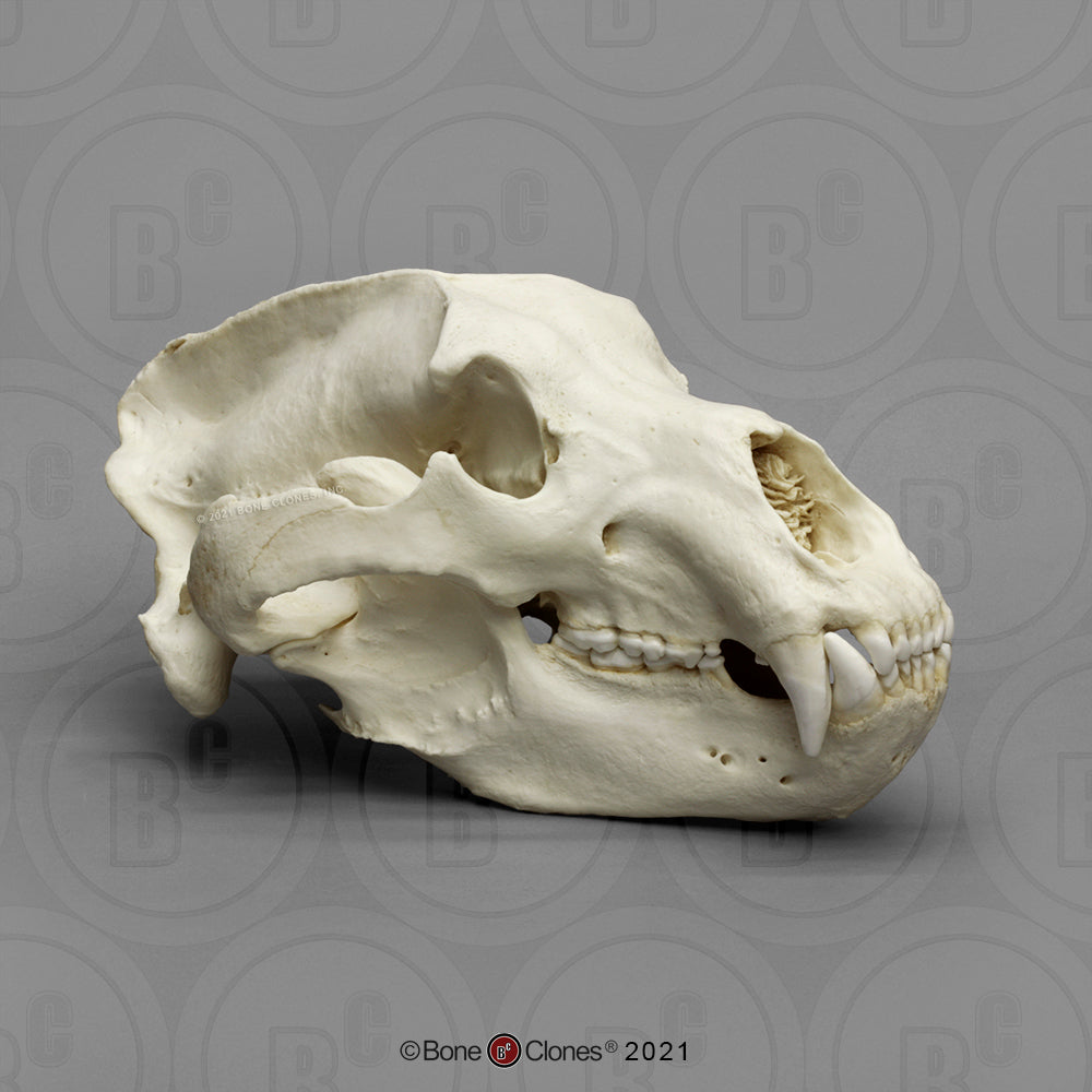 Bone Clones Large Mammal Skulls