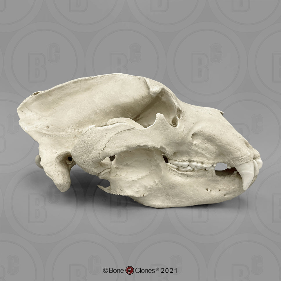 Bone Clones Large Mammal Skulls