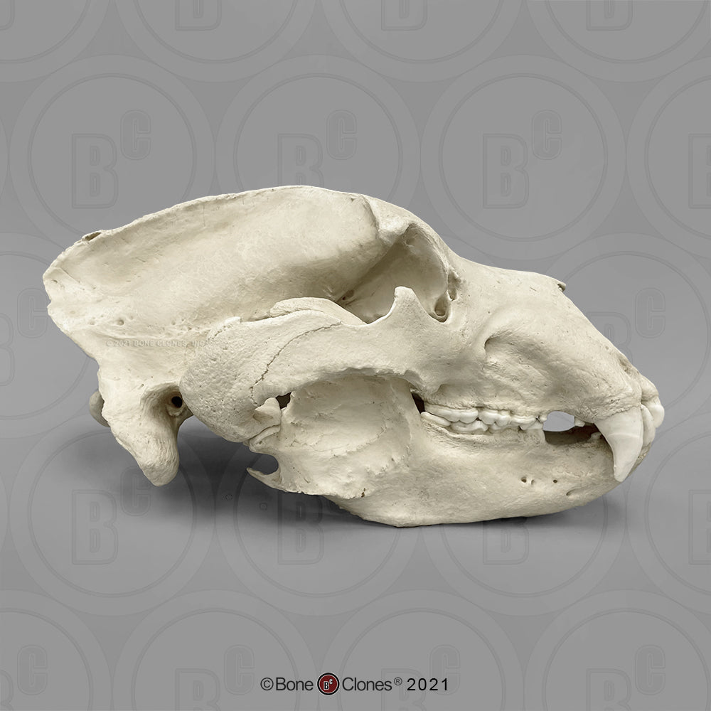Bone Clones Large Mammal Skulls