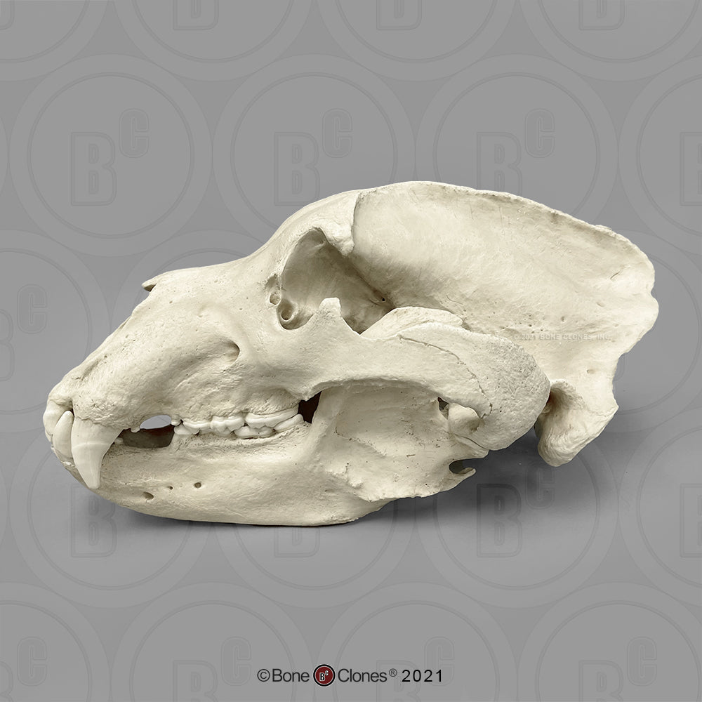 Bone Clones Large Mammal Skulls