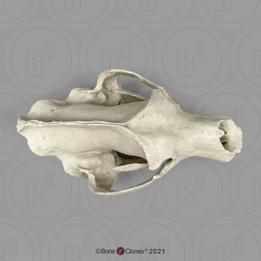 Bone Clones Large Mammal Skulls