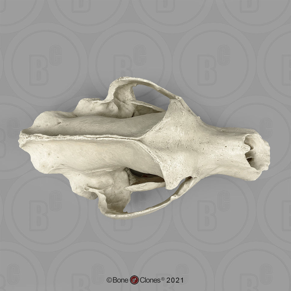 Bone Clones Large Mammal Skulls