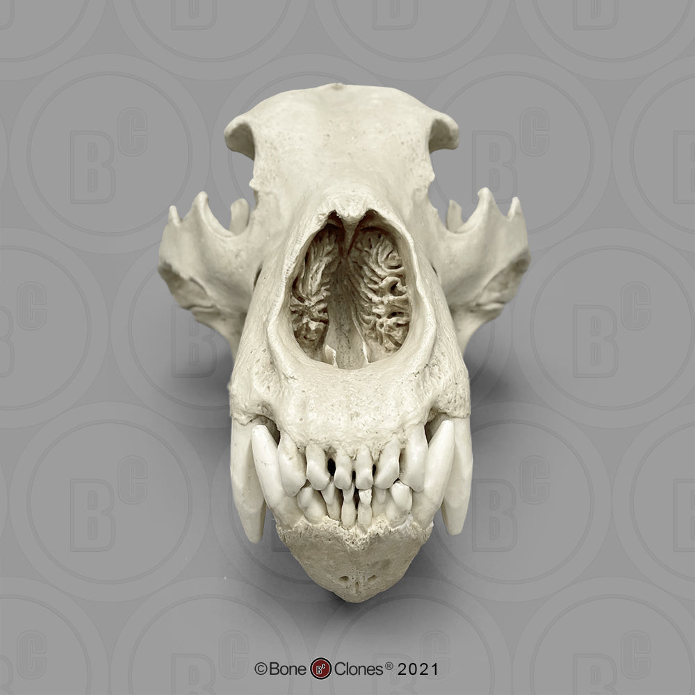 Bone Clones Large Mammal Skulls