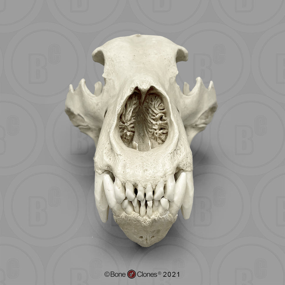 Bone Clones Large Mammal Skulls