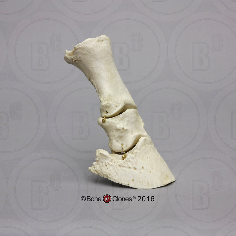 Equine Partial Foot, Flexible SC-125-FOOT right side