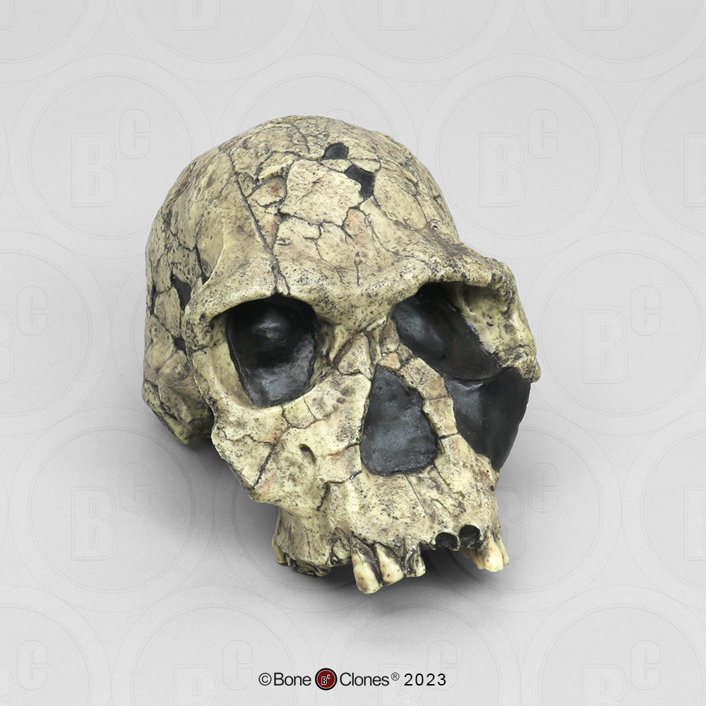 Homo habilis Skull – KNM-ER 1813 BH-002 Replica front 