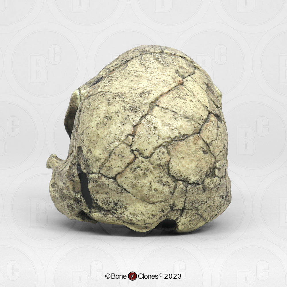 Bone Clones Homo Habilis  Hominin Skulls