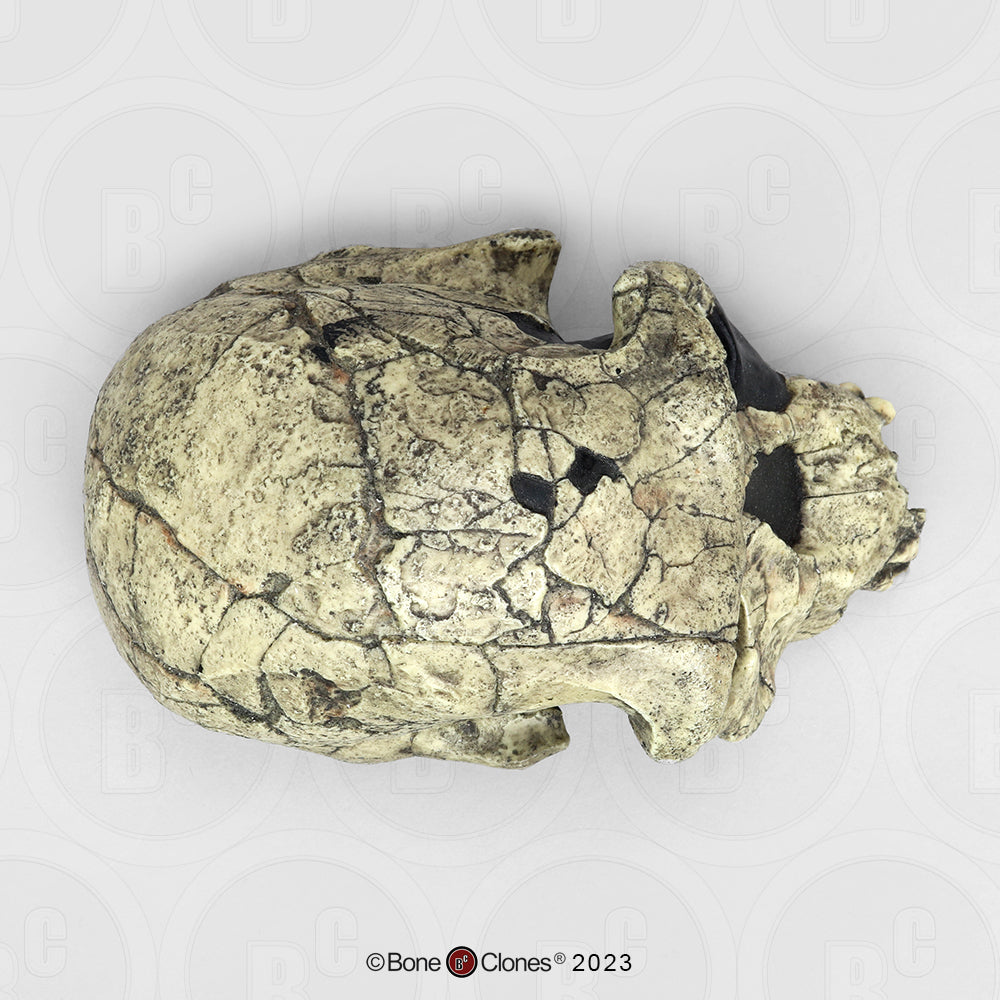 Homo habilis Skull – KNM-ER 1813 BH-002 Replica top view