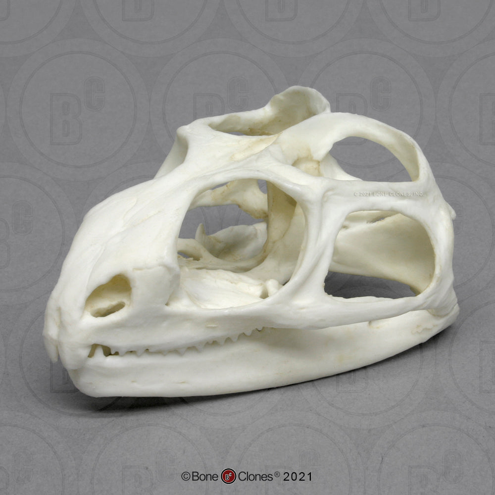 Bone Clones Reptile and Amphibian Skulls