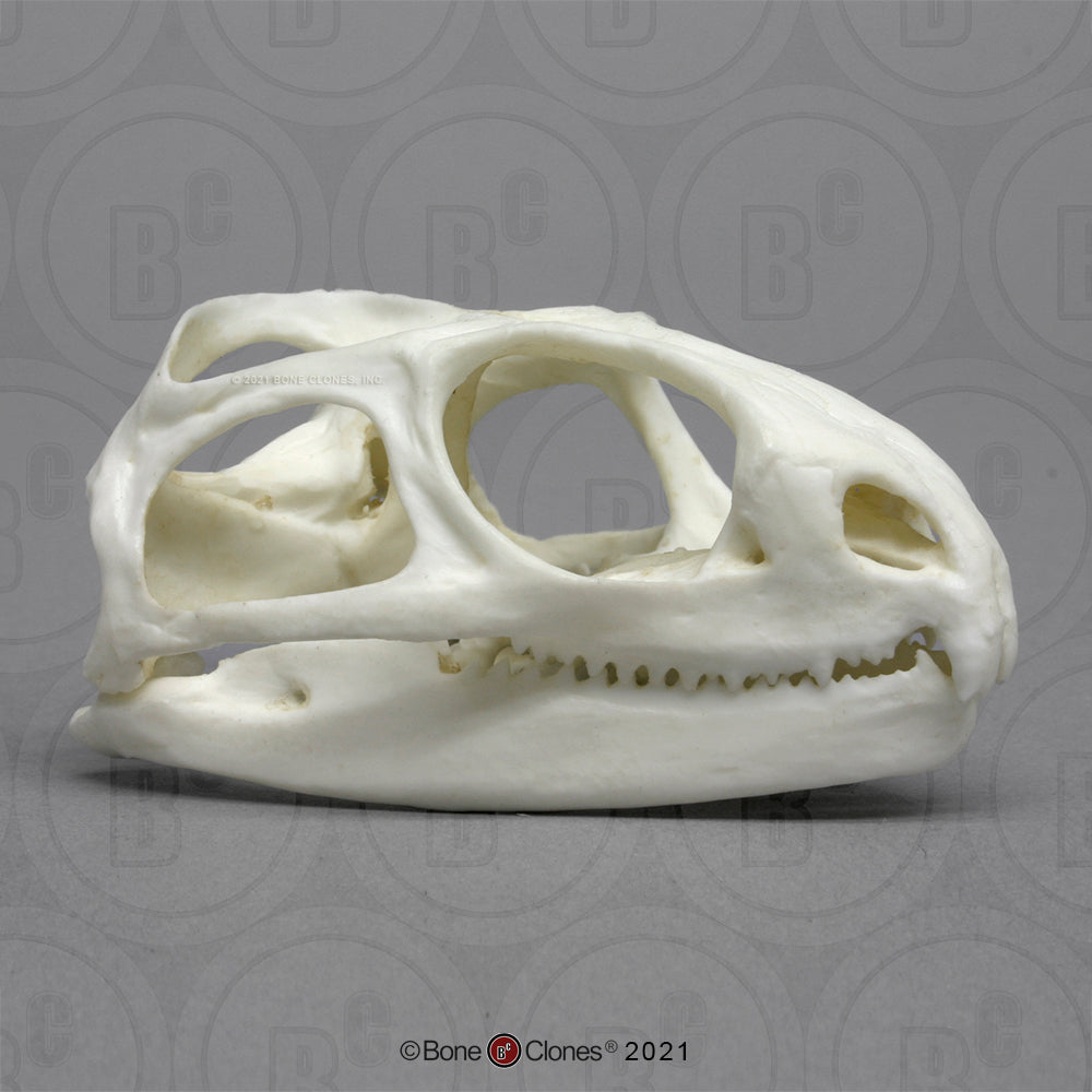 Bone Clones Reptile and Amphibian Skulls