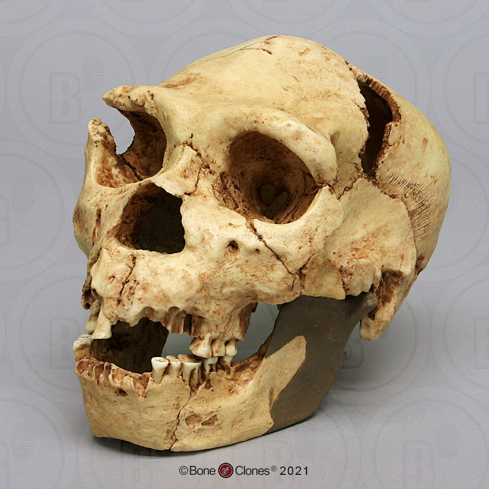 Bone Clones Homo Heidelbergensis Hominin Skulls
