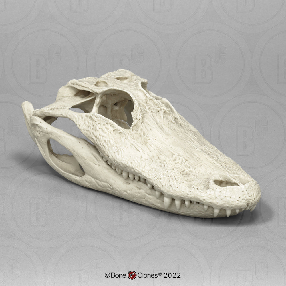 Bone Clones Reptile and Amphibian Skulls