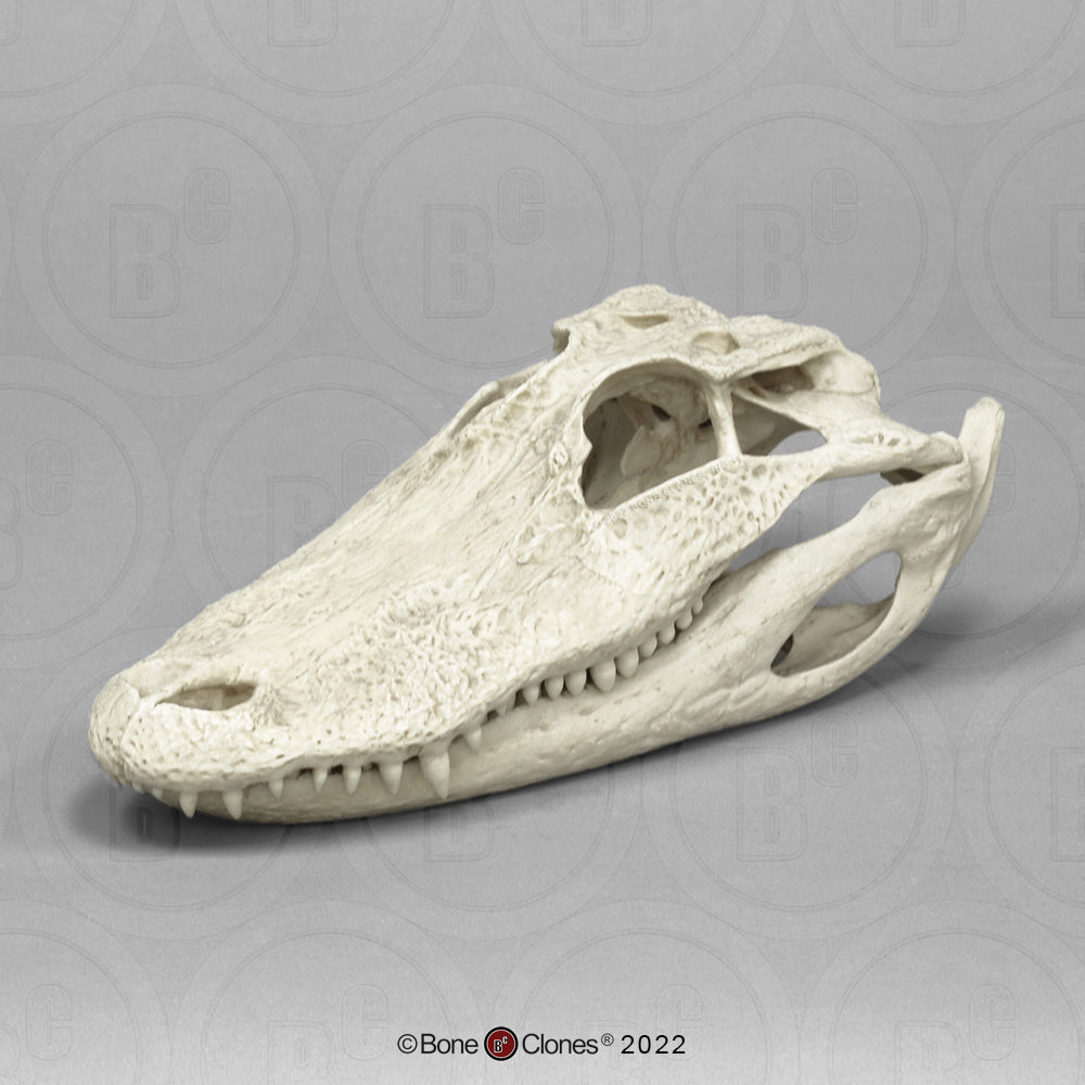 Bone Clones Reptile and Amphibian Skulls