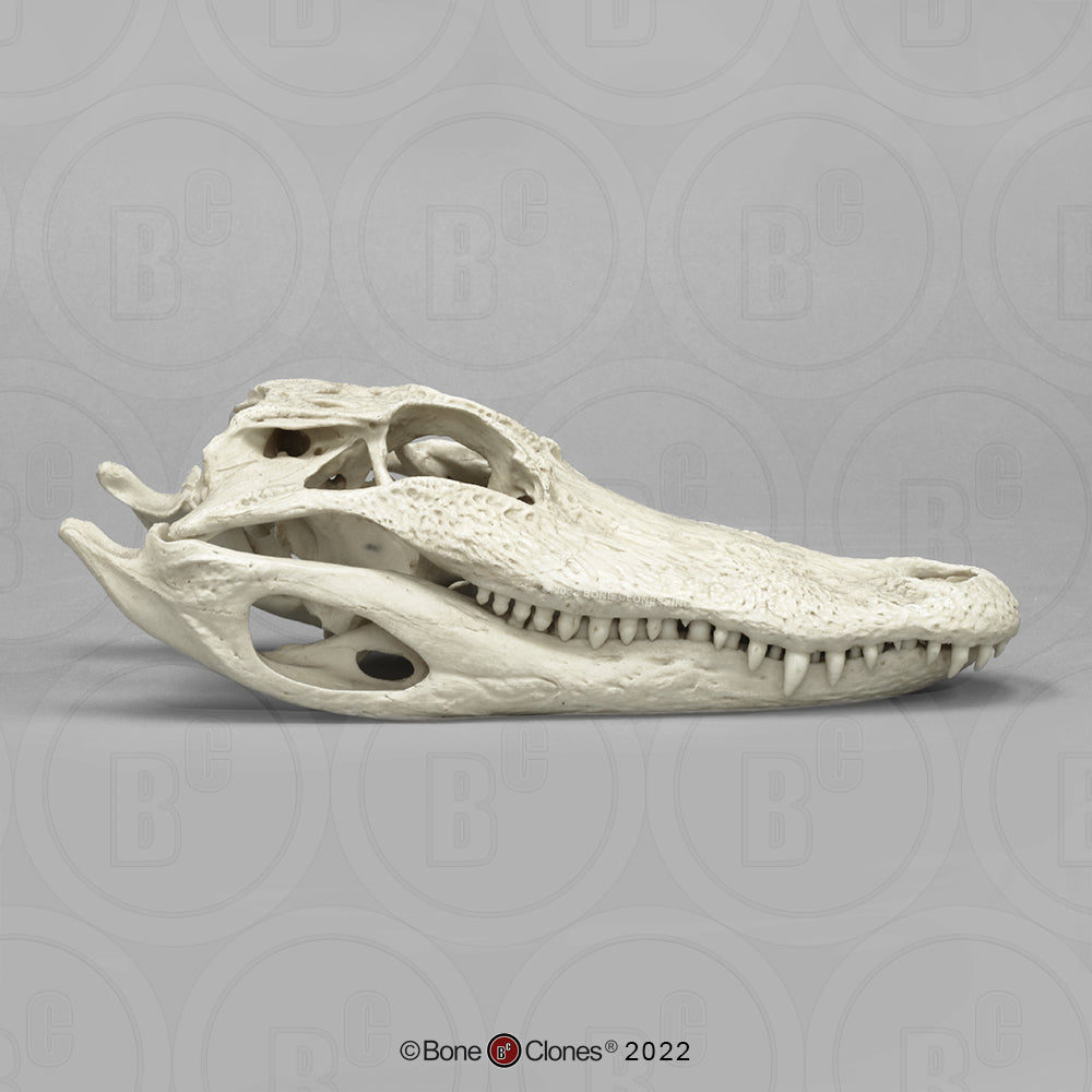 Bone Clones Reptile and Amphibian Skulls