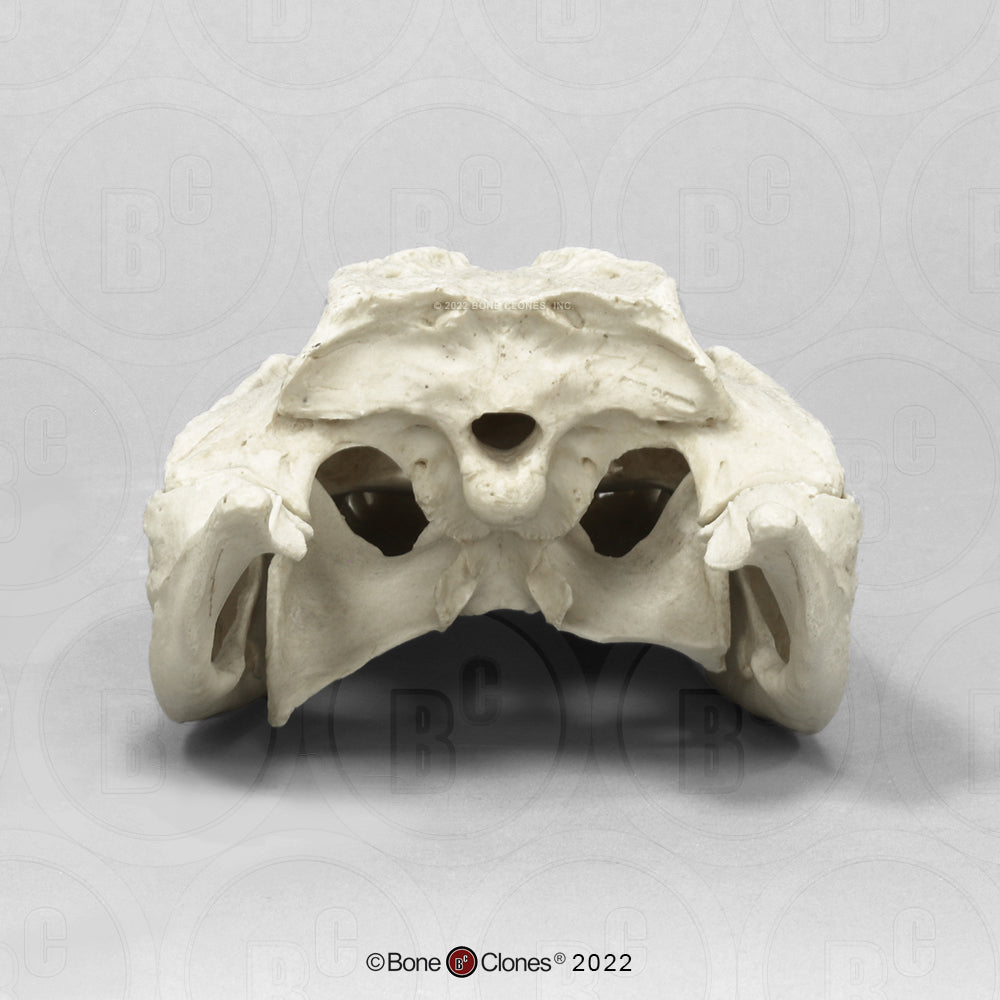 Bone Clones Reptile and Amphibian Skulls