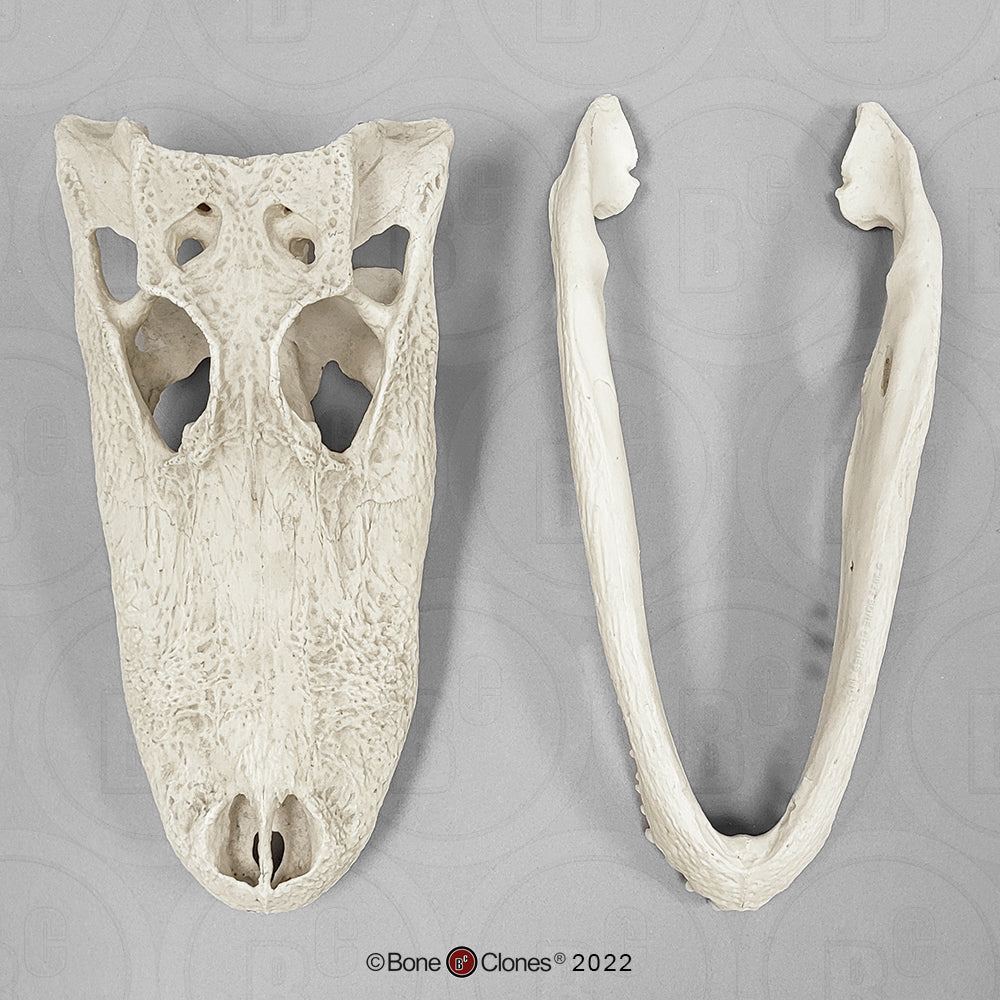Bone Clones Reptile and Amphibian Skulls