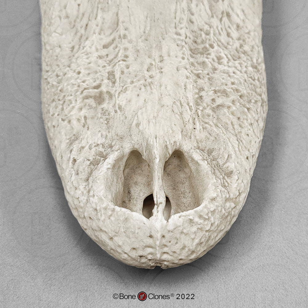 Bone Clones Reptile and Amphibian Skulls