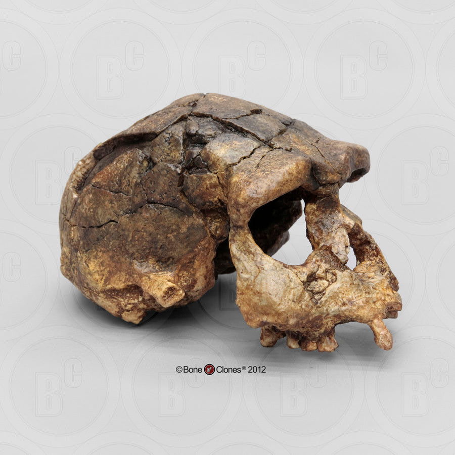 Bone Clones Homo Erectus Hominin Skulls