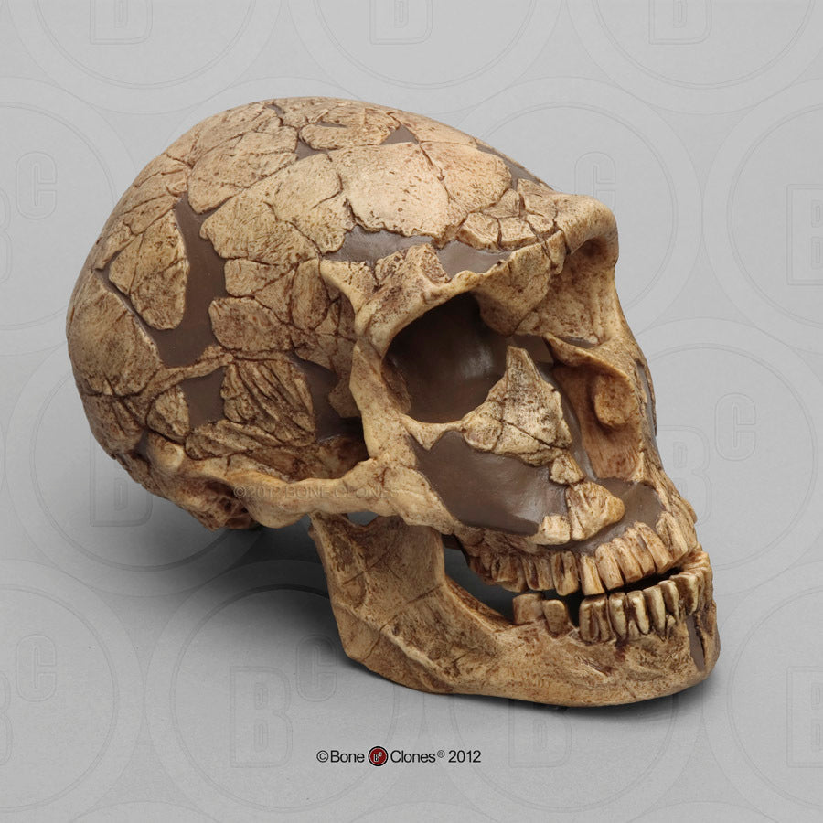 Bone Clones Homo Neanderthalensis Hominin Skulls