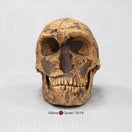 Switch Bone Clones Homo Neanderthalensis Hominin Skulls 1 image