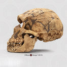 Switch Bone Clones Homo Neanderthalensis Hominin Skulls 2 image