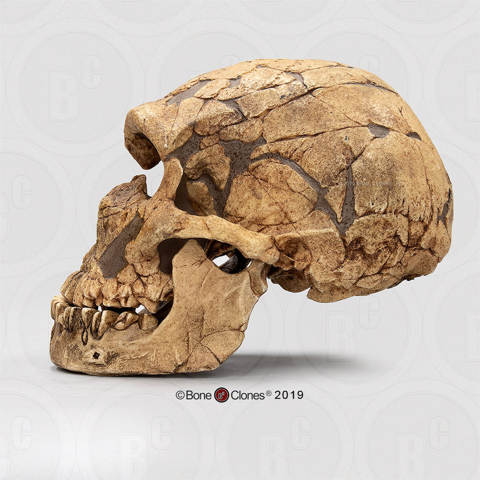 Bone Clones Homo Neanderthalensis Hominin Skulls