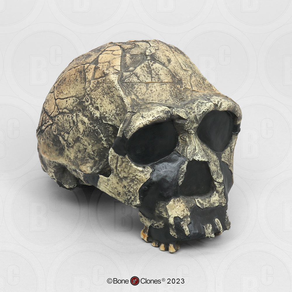 Bone Clones Homo Ergaster Hominin Skulls