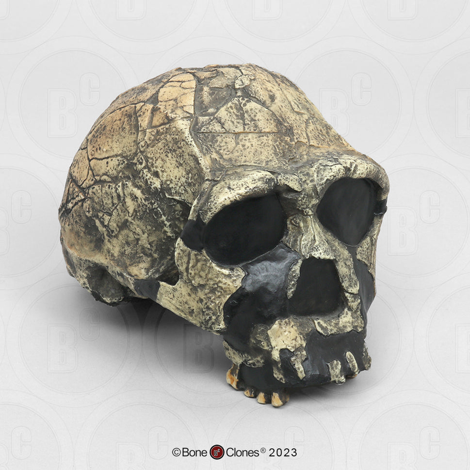 Bone Clones Homo Ergaster Hominin Skulls