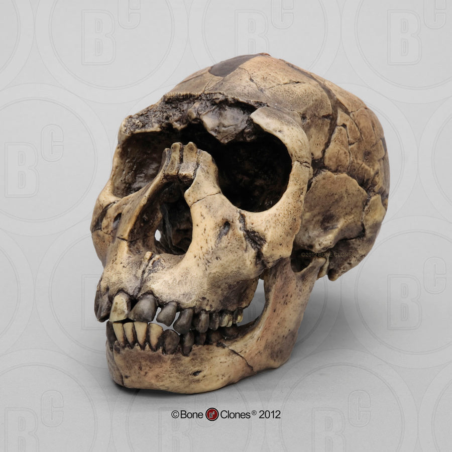 Bone Clones Homo Ergaster Hominin Skulls