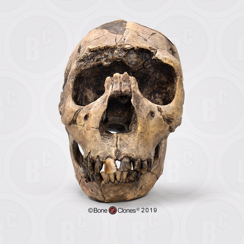 Bone Clones Homo Ergaster Hominin Skulls