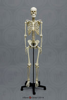 Switch SCM-192-A Human Male European Skeleton Articulated 3 image