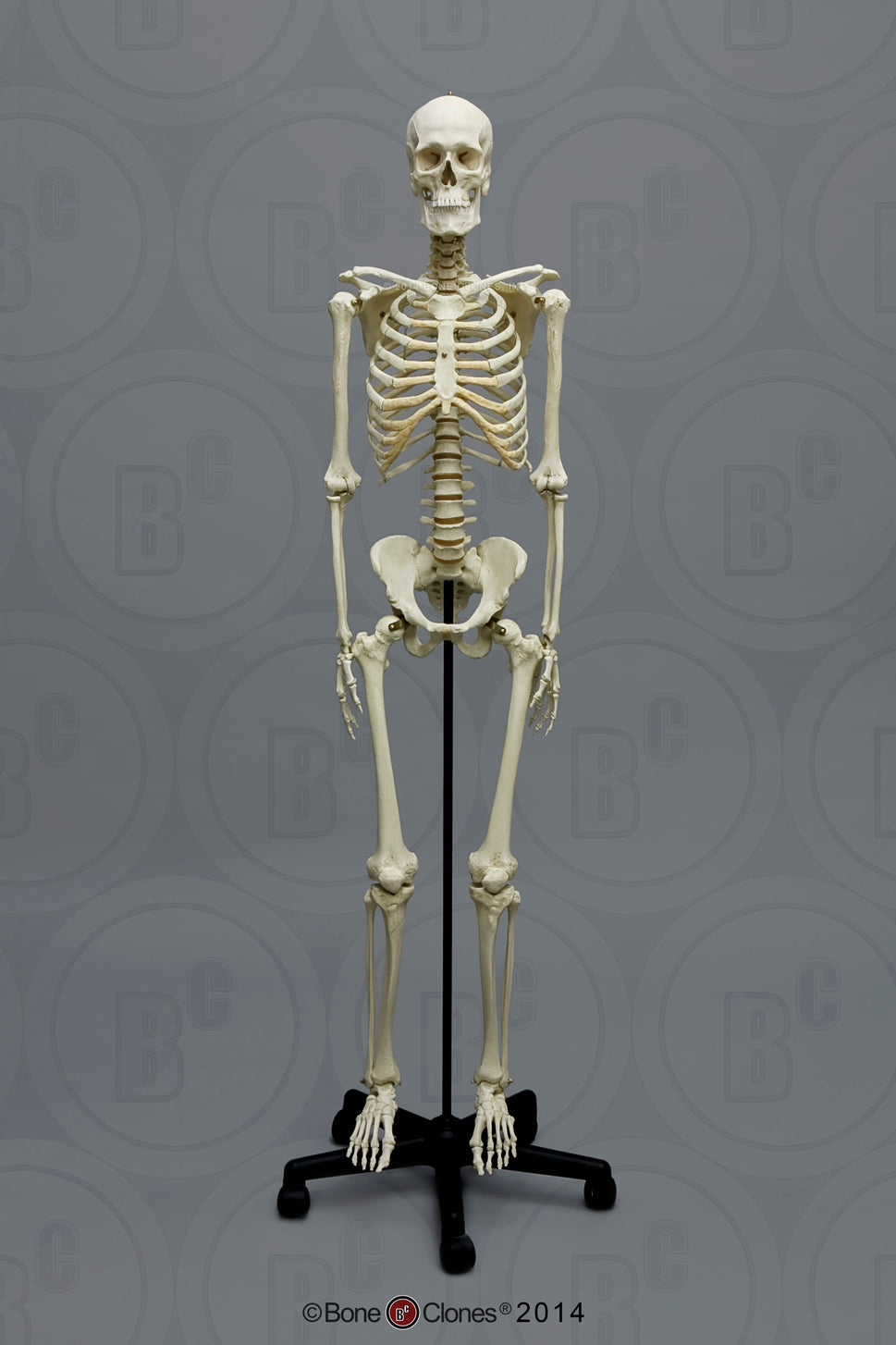 Bone Clones European Human Skeletons