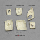 Switch KOM-804-SET Bone Clones Set of 6 Trauma Skull Fragments Labelled 2 image