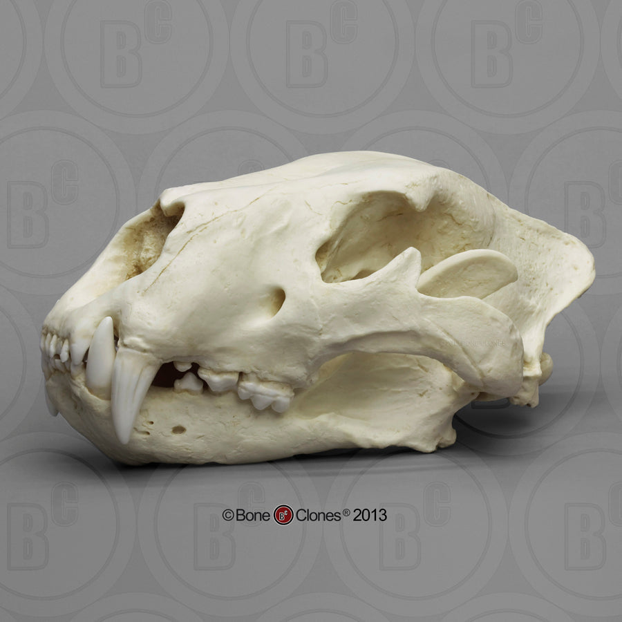 Bone Clones Wild Cat Skulls