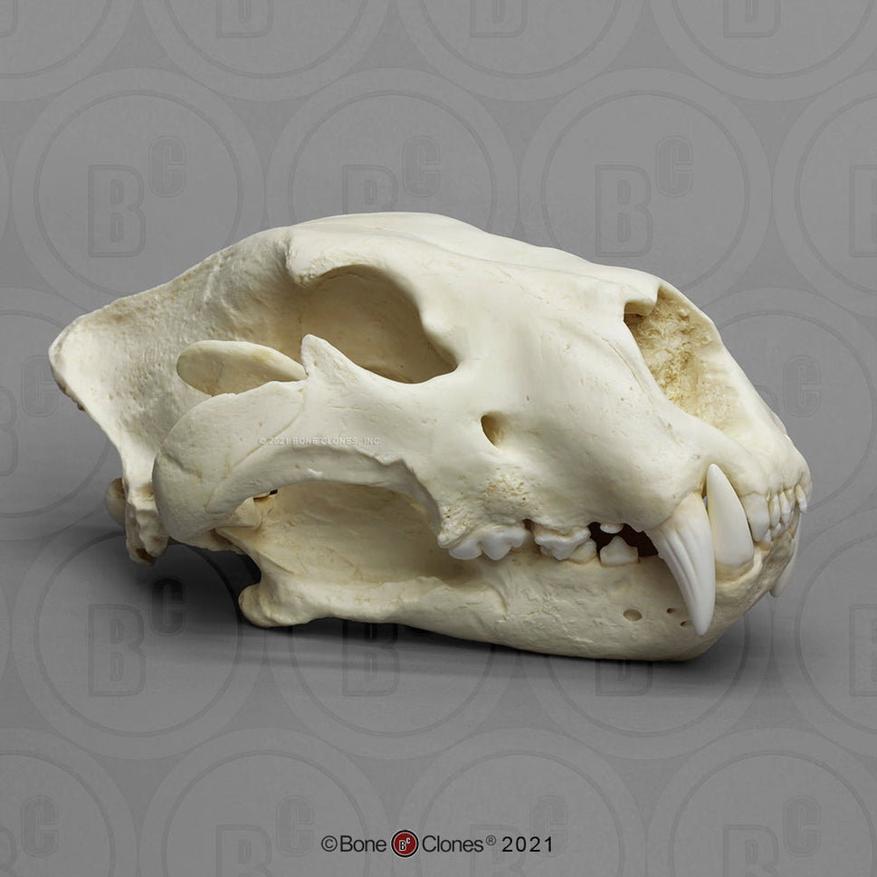 Bone Clones Wild Cat Skulls