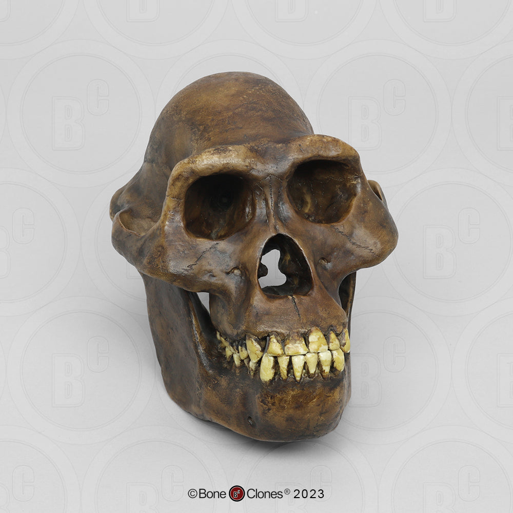 Bone Clones Australopithecus Hominin Skulls