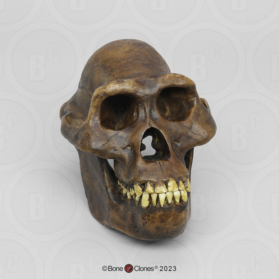 Bone Clones Australopithecus Hominin Skulls
