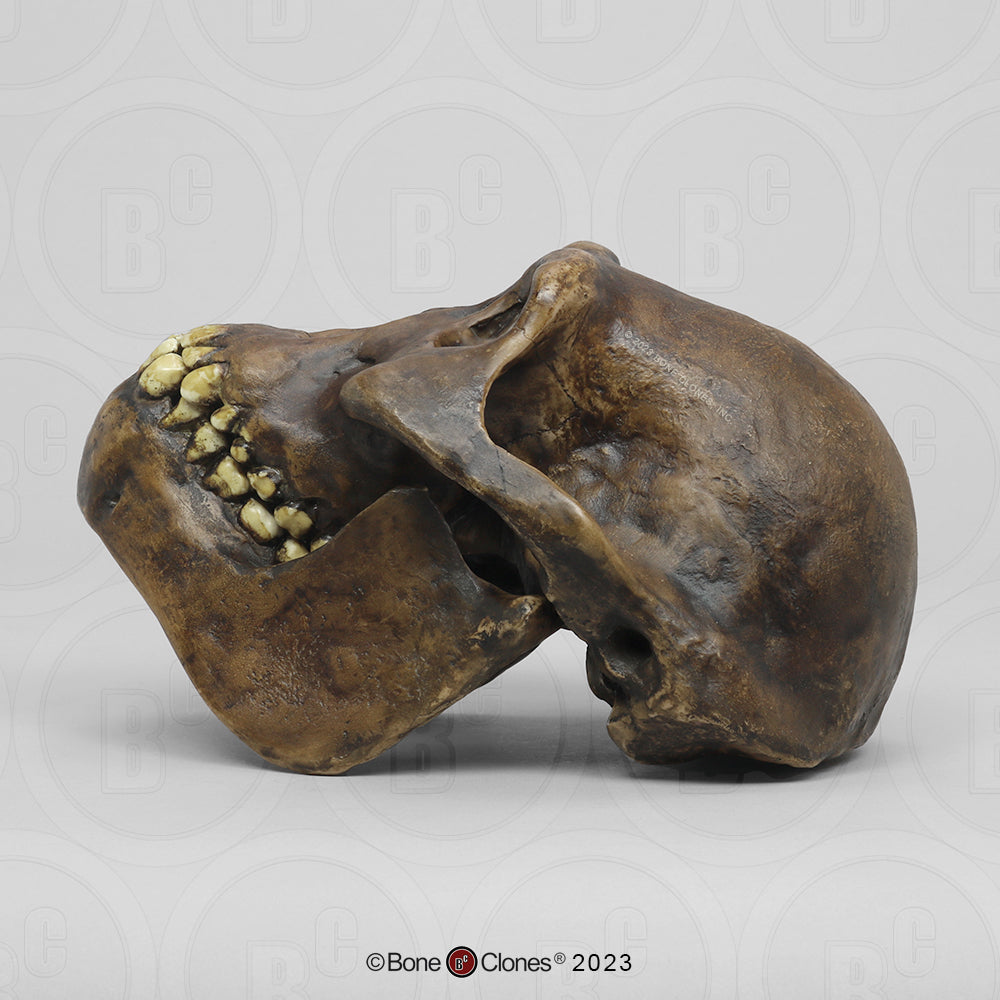 Bone Clones Australopithecus Hominin Skulls