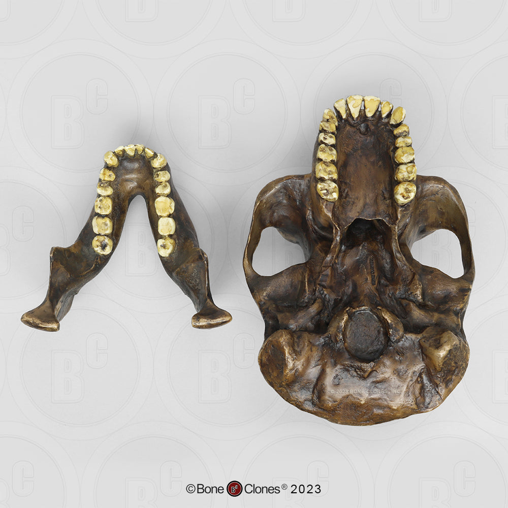 Australopithecus Afarensis BH001 underside with jaw