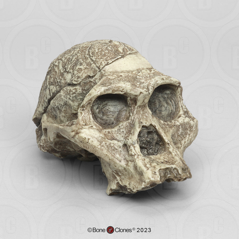 Bone Clones Australopithecus Hominin Skulls