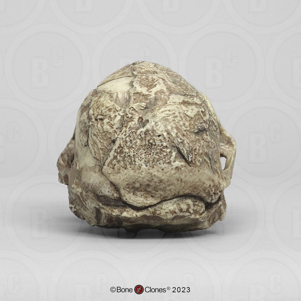 Australopithecus africanus Sts 5 "Mrs. Ples" Cranium BH-007 back