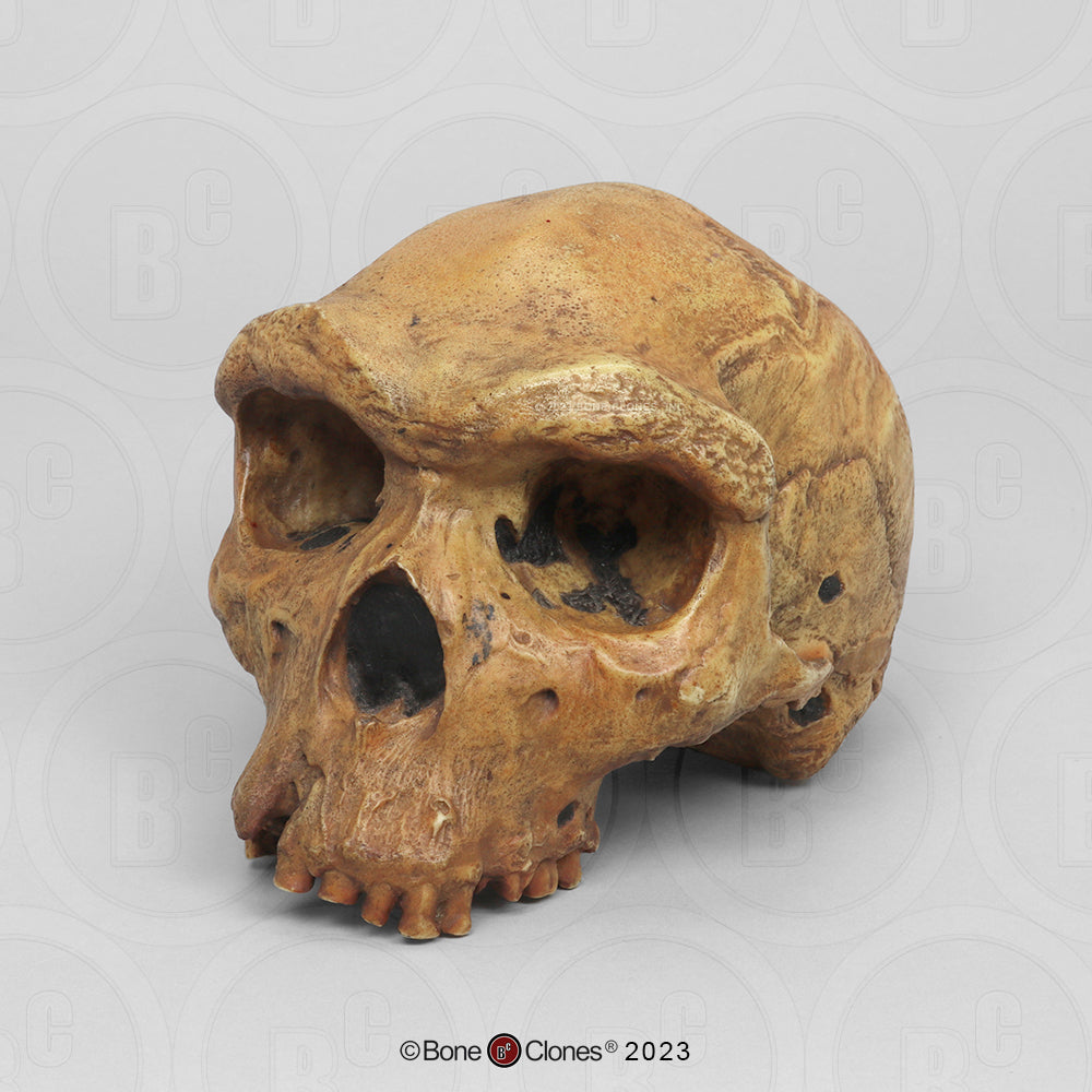 Bone Clones Homo Heidelbergensis Hominin Skulls
