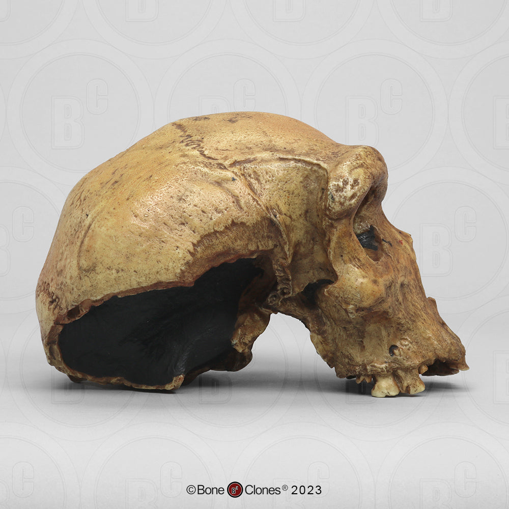 Bone Clones Homo Heidelbergensis Hominin Skulls