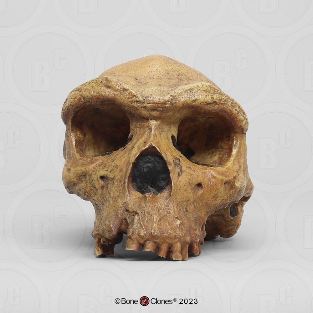 Bone Clones Homo Heidelbergensis Hominin Skulls