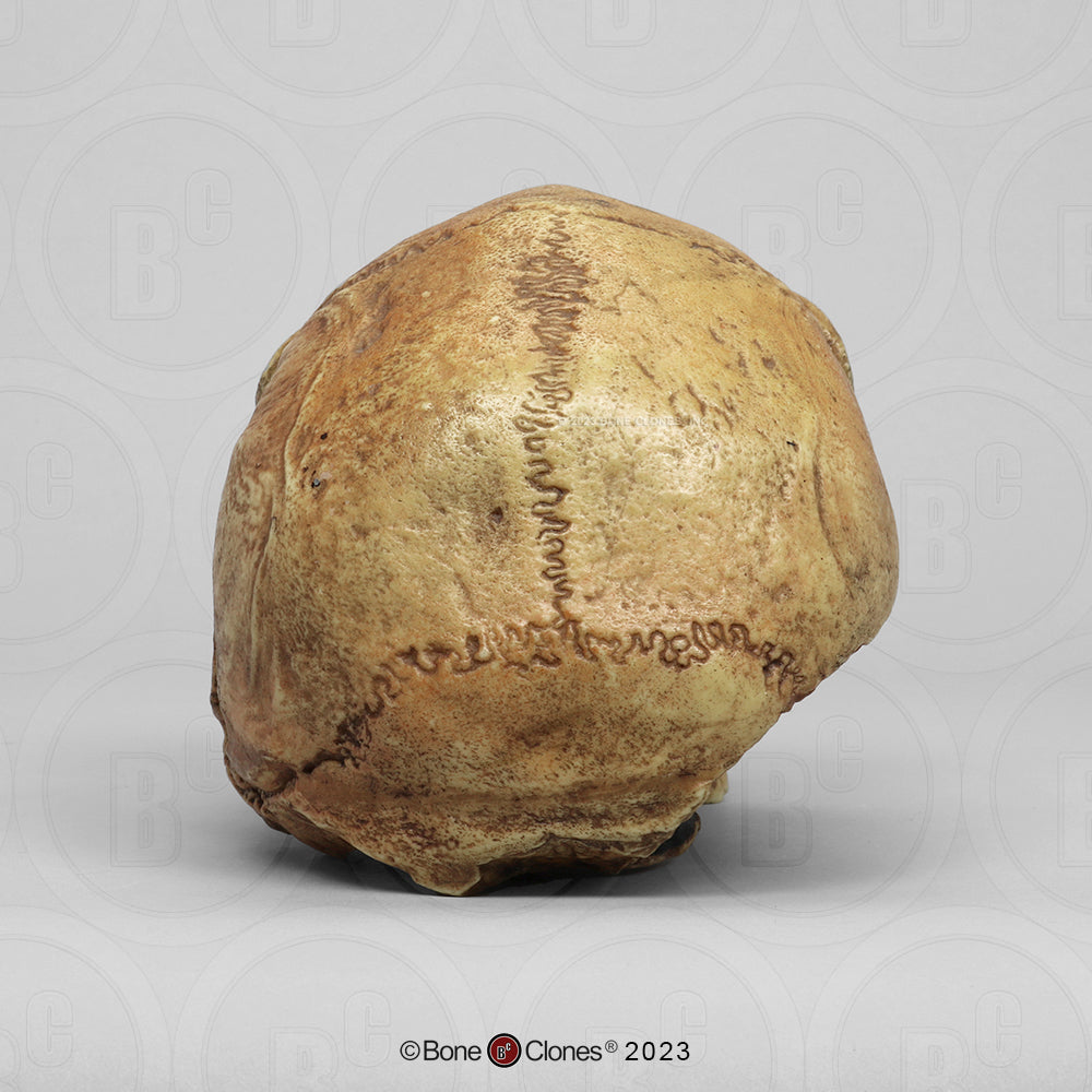 Homo heidelbergensis Broken Hill 1 Cranium (Rhodesian Man) BH-004 back view