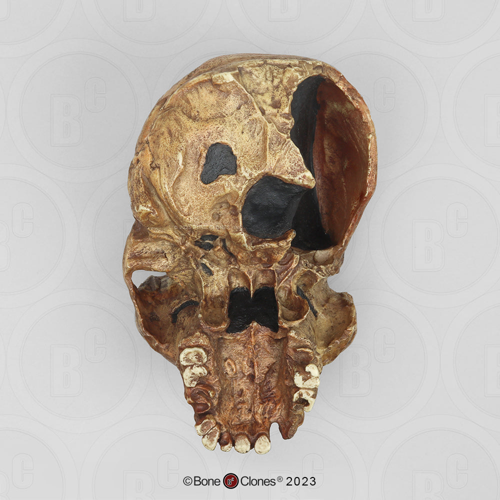 Homo heidelbergensis Broken Hill 1 Cranium (Rhodesian Man) BH-004 underside
