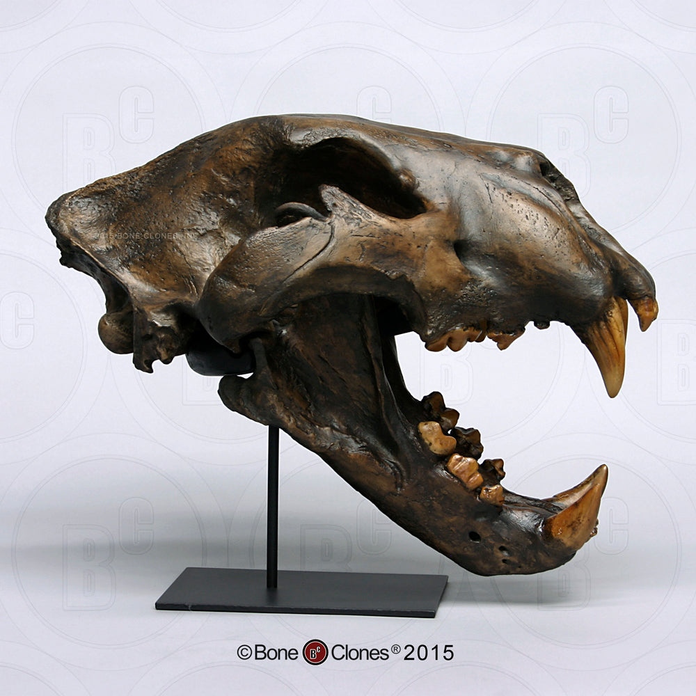 Bone Clones Wild Cat Skulls