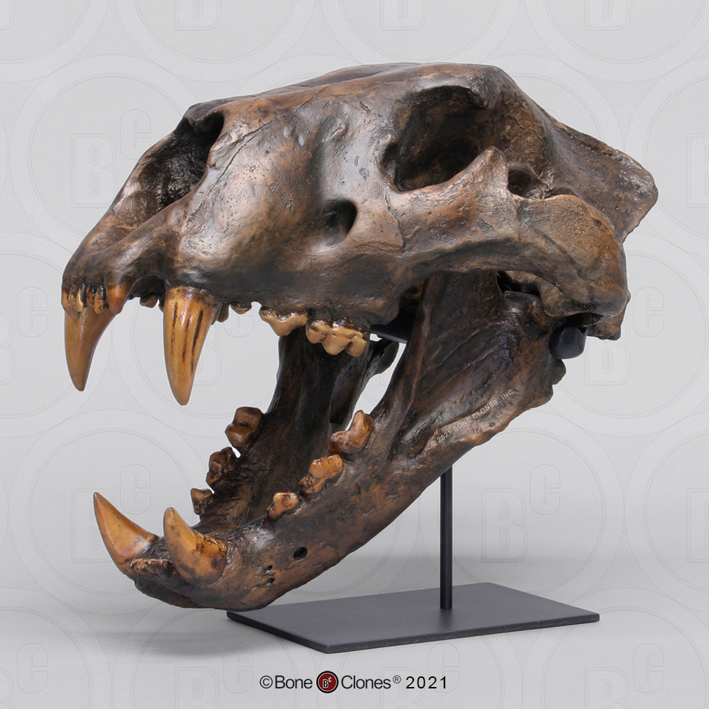 Bone Clones Wild Cat Skulls