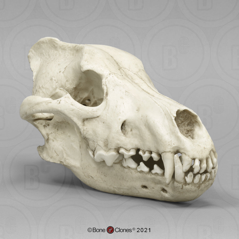 Bone Clones Large Mammal Skulls