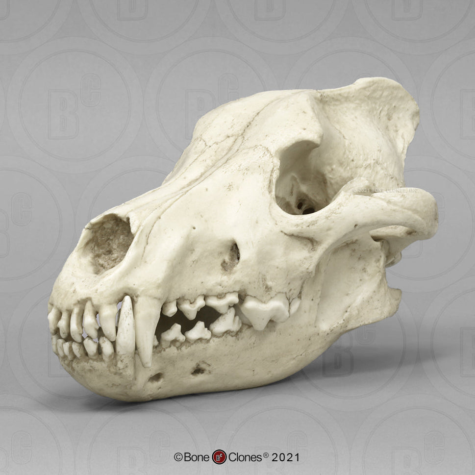 Bone Clones Large Mammal Skulls